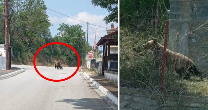 Αρκούδα με το μικρό της κυκλοφορεί στο Φούφα Εορδαίας