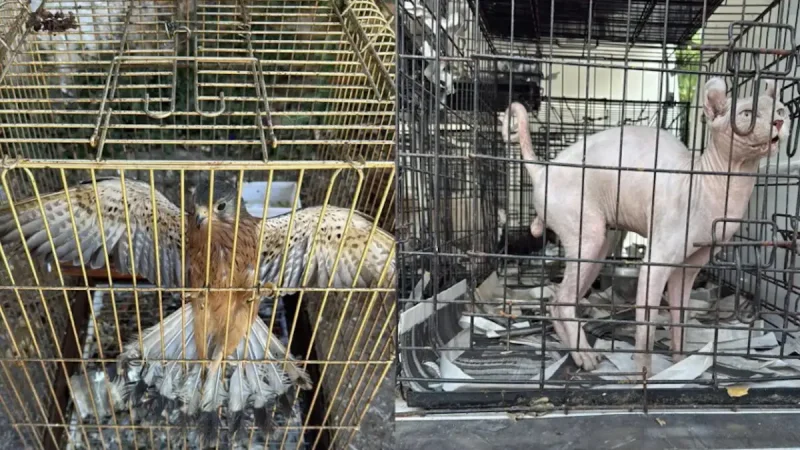 Γέρακας: Κύκλωμα πουλούσε παράνομα ζώα – Εντοπίστηκαν σε κλουβιά 27 σκυλιά, μία γάτα κι ένα γεράκι