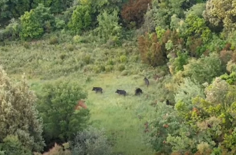 Ένα drone ακολουθεί μια αγέλη αγριόχοιρων στην Αρτα...VIDEO