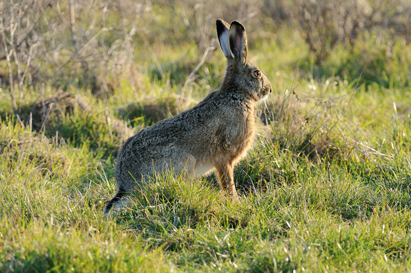 Λαγο...κουβέντες : Πώς να αυξήσουμε τον χρόνο καταδίωξης...VIDEO