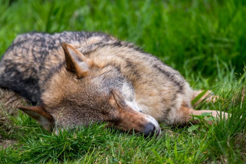 Η Σουηδία θα μειώσει περισσότερο τον πληθυσμό των λύκων καθώς η κυβέρνηση χαλαρώνει την προστασία.