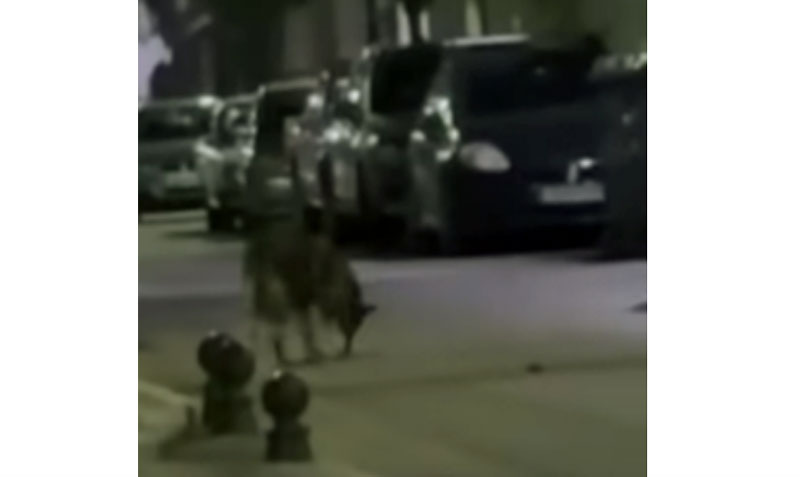 Λύκος (ή λυκόμορφο) περιφέρεται μέσα στην πόλη του Λουτρακίου...VIDEO