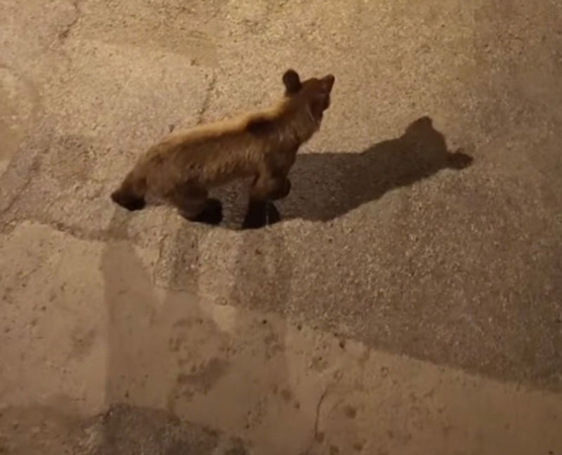 Άργος Ορεστικό: Αρκούδα «βγήκε για ποτό» στα Μαχαιράδικα...VIDEO