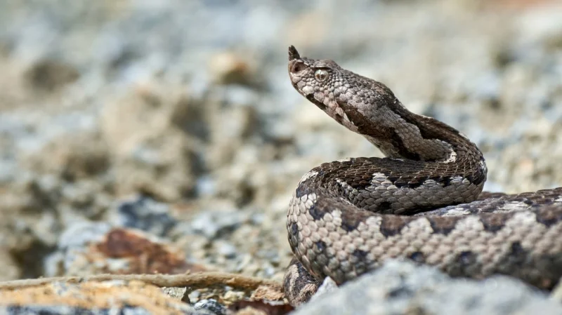 Στην εντατική 40χρονος που τον δάγκωσε οχιά στην Εύβοια