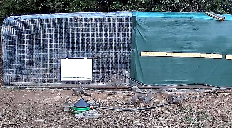 Εμπλουτισμός του Χορτιάτη με ορεινές πέρδικες από τον Κυνηγετικό Σύλλογο Θεσσαλονίκης...VIDEO