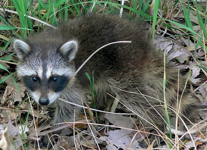 Κέρκυρα: Βολτάρουν… ρακούν στους δρόμους ...VIDEO
