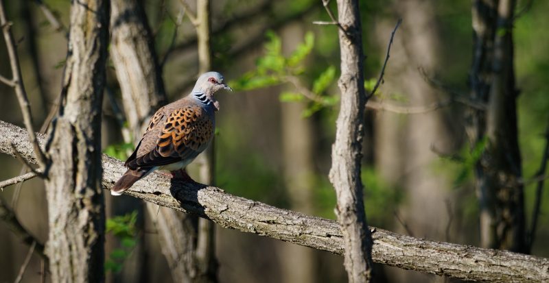 Ελπιδοφόρα ανάκαμψη για το τρυγόνι με δυναμική παρέμβαση της Ελλάδας