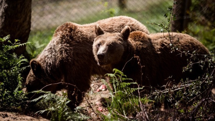 Αρκούδα βρέθηκε νεκρή στους Αμπελόκηπους Καστοριάς. Ερευνάται η δηλητηρίαση από παράνομα δολώματα