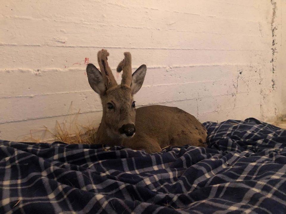 Διάσωση ζαρκαδιού