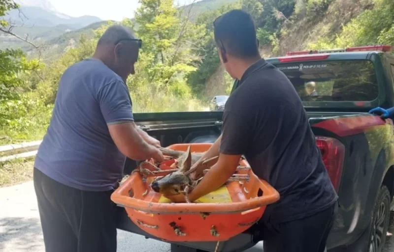 Διάσωση ζαρκαδιού στη γέφυρα Πλάκας