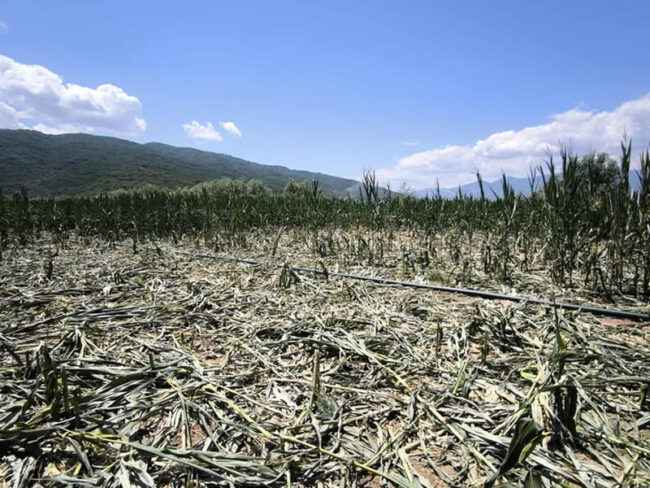 Αγριογούρουνα καταστρέφουν καλλιέργειες στο Ομόλιο – Εκτός αποζημιώσεων οι παραγωγοί