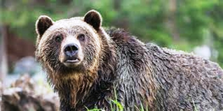 Εορδαία: Κινητοποιήσεις αποφασίζουν πρόεδροι κοινοτήτων για τα περιστατικά με αρκούδες