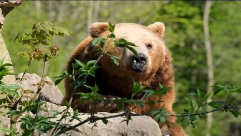 Καστοριά: Αρκούδα πετάχτηκε μπροστά σε γιαγιά και εγγονή στη μέση του δρόμου