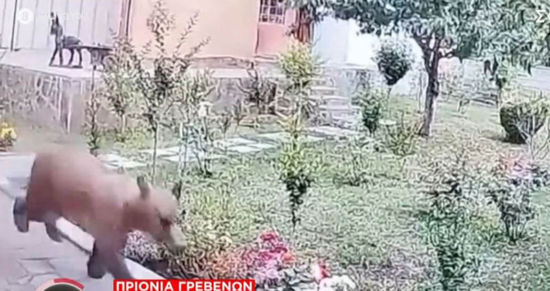 περιστατικό με μεγάλη αρκούδα