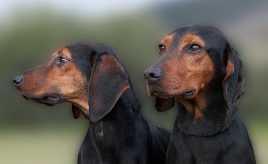 Τροπολογία στη Βουλή : Μηδενικά παράβολα για τους Ελληνικούς Ιχνηλάτες και τις άλλες καθαρόαιμες ελληνικές φυλές