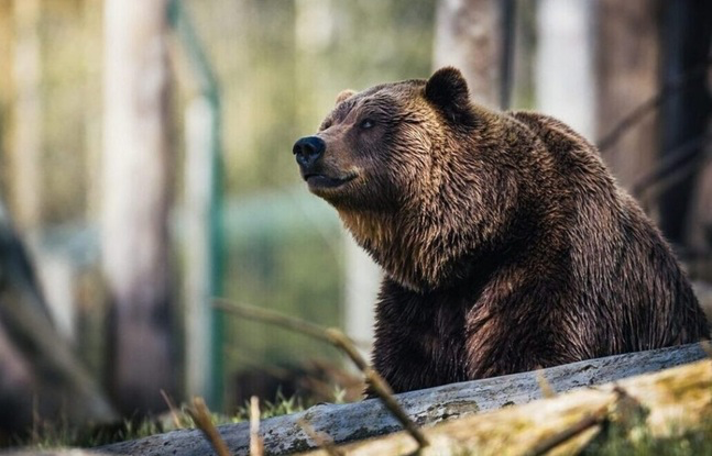 Επίθεση αρκούδας σε άνθρωπο στην Καλαμπάκα