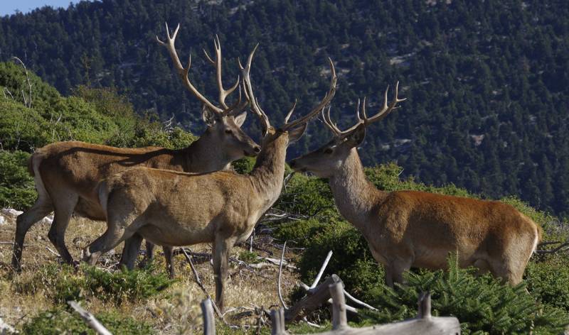 Πάρνηθα: Στον Εισαγγελέα Περιβάλλοντος για την προστασία του κόκκινου ελαφιού ΣΥΝΠΑ και Δήμοι Αχαρνών και Φυλής