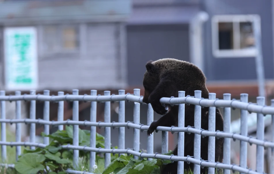 Ιαπωνία: «Αρξατε πυρ κατά αρκούδων»