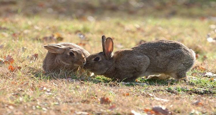 Λήμνος: Αγρότες και κτηνοτρόφοι σε απόγνωση