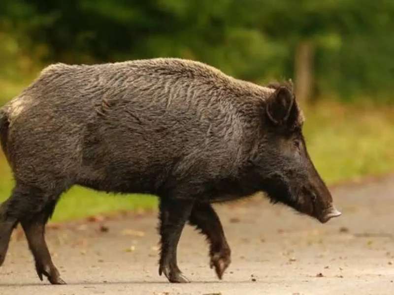 Πολίτης ζητά αποζημίωση από την Περιφέρεια Πελοποννήσου για τροχαίο με αγριογούρουνο