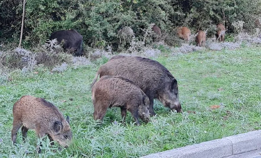Τραυματισμός γυναίκας από αγριογούρουνο στον Παρακάλαμο- Εκπέμπουν SOS οι κάτοικοι