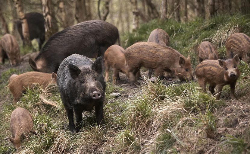 Η Σάμος εκπέμπει SOS για τα αγριογούρουνα