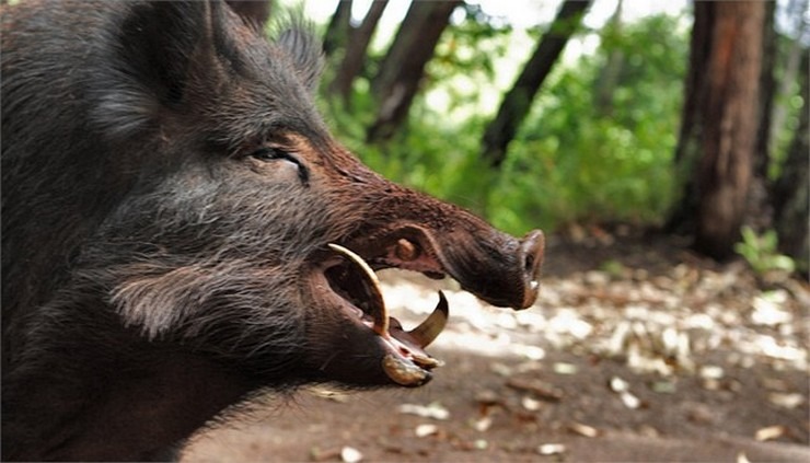 Βγαίνουν ομάδες δίωξης αγριόχοιρων στον Αλμυρό