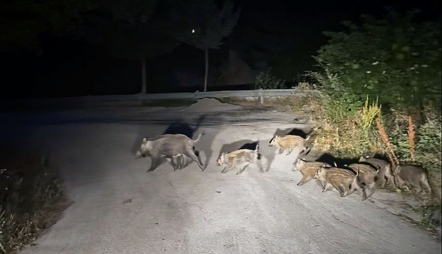 Δύο τροχαία με αγριογούρουνα στο τμήμα Μενίνα-Πολύδροσο της παλαιάς εθνικής οδού Ηγουμενίτσας-Ιωαννίνων