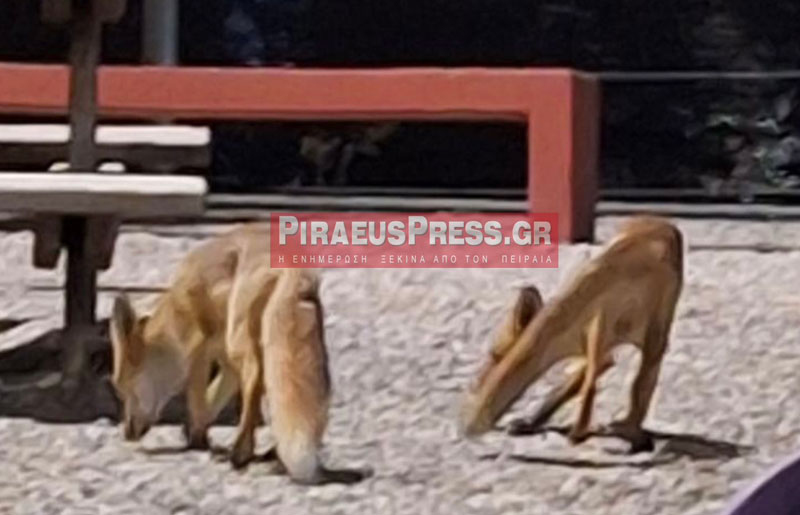 Αλεπούδες έκαναν «απόβαση» στη Δραπετσώνα ανάμεσα στον κόσμο!