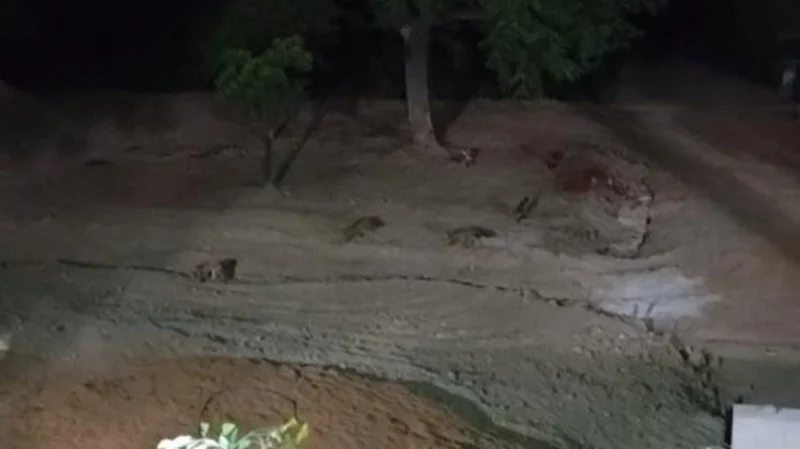 Μεγάλωσε η παρέα των αλεπούδων στον Εθνικό Κήπο...VIDEO