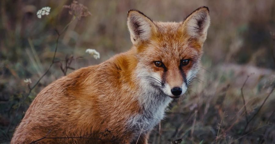 ΚΥΠΡΟΣ : Ζητούν να γίνει η αλεπού θηρεύσιμο είδος