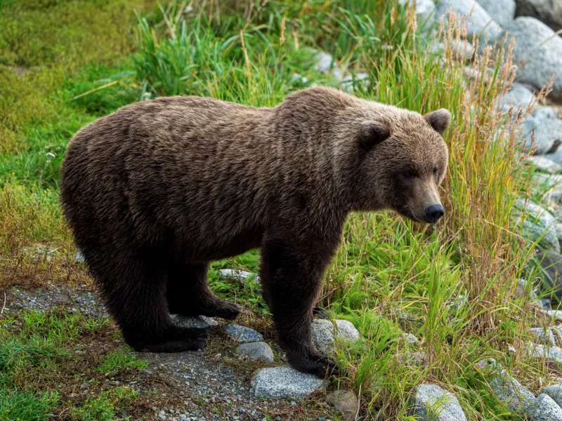 Αρκούδα επιτέθηκε και σκότωσε μοτοσικλετιστή