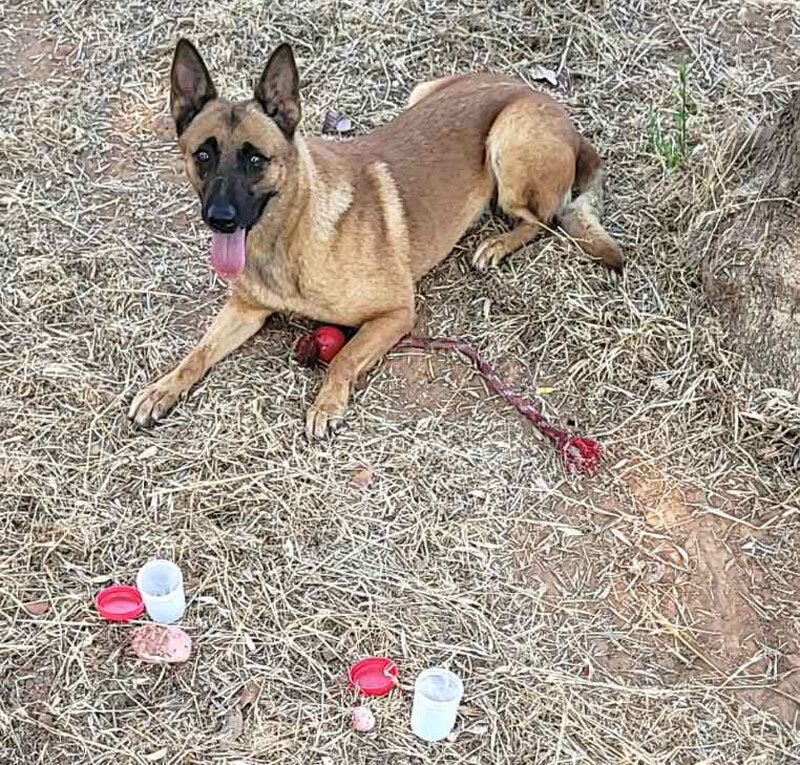 Επιχείρηση εύρεσης δηλητηριασμένων δολωμάτων στην Κυπαρισσία