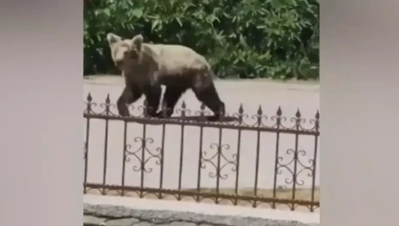 Αντιτίθεται η ΜΚΟ Αρκτούρος στην απομάκρυνση αρκούδων από κατοικημένες περιοχές