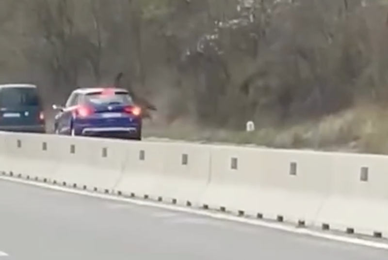 Κάμερα καταγράφει τροχαίο με αρκούδα....VIDEO