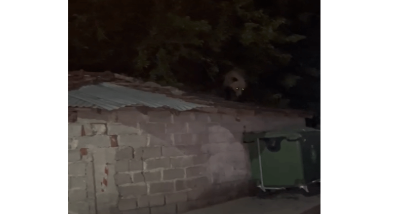 Αρκούδα σκαρφάλωσε σε σκεπή οικήματος στο Βαρικό...VIDEO
