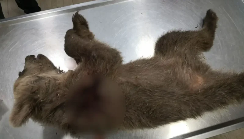 Καστοριά: Άγνωστος πυροβόλησε και σκότωσε αρκουδάκι στο χωριό Ποριά