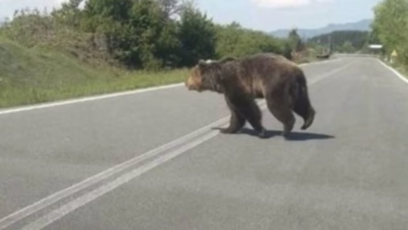 Στο Περιφερειακό Συμβούλιο Δυτικής Μακεδονίας το οξύ πρόβλημα με τις αρκούδες