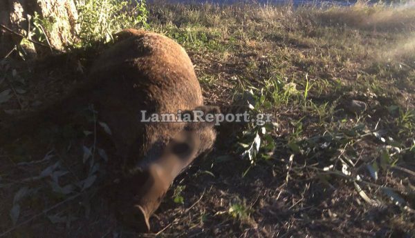 Τροχαίο με αγριογούρουνα