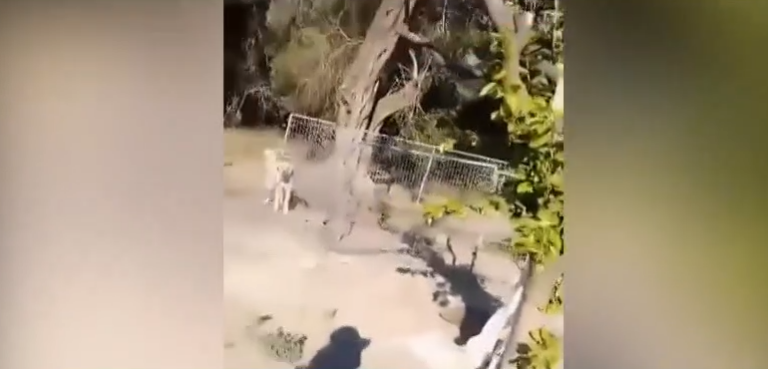 Κέρκυρα: Τουρίστες βρήκαν κτήμα - «κολαστήριο» με νεκρά και εξαθλιωμένα σκυλιά