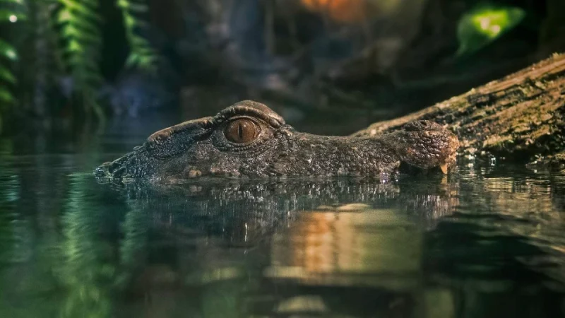 Τα 10 πιο θανατηφόρα ζώα στον κόσμο: Ποιο σκοτώνει 1 εκατομμύριο ανθρώπους τον χρόνο;