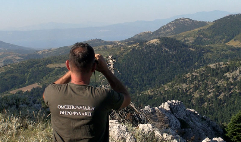 Δ' ΚΟΣΕ : Το τσάι στην Εύβοια ανακάμπτει...VIDEO