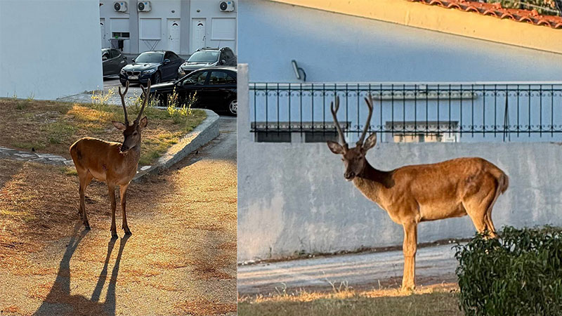 Ξάνθη: Μεγαλόσωμο ελάφι εντοπίστηκε να κινείται εντός κατοικημένης περιοχής...VIDEO