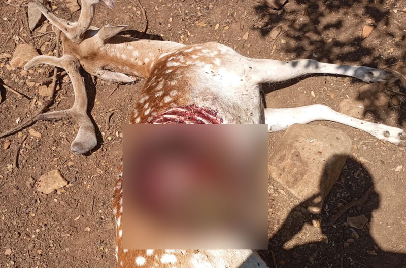 Καβάλα: Νέες επιθέσεις λύκων – Κατασπάραξαν δύο ελάφια εντός περιφραγμένης έκτασης