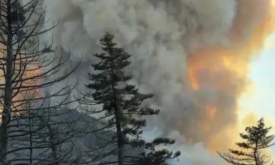 Φωτιά στον Φενεό Κορινθίας: Θα χρειαστούν πάνω από 30 χρόνια για να αναγεννηθεί το ελατοδάσος