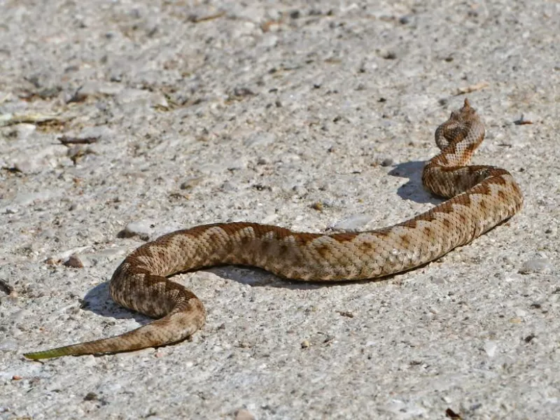 Οχιά δάγκωσε τουρίστρια - Μεταφέρθηκε στο Νοσοκομείο Βόλου