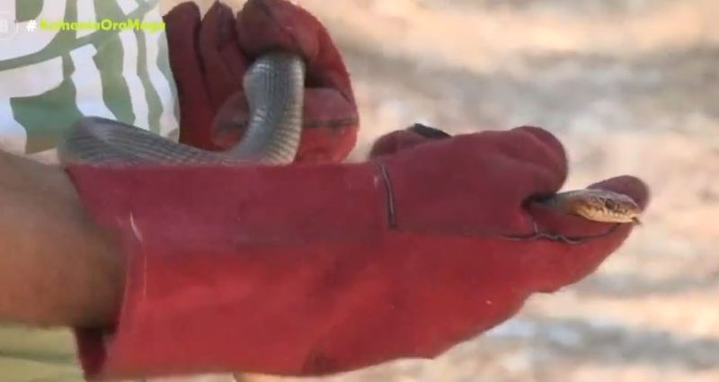 Θεσσαλονίκη: Φίδι προκάλεσε αναστάτωση στην Καλαμαριά...VIDEO