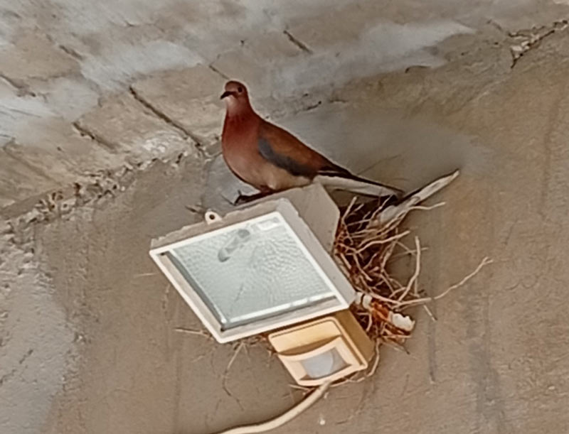 Φωλιά φοινικοπερίστερου στη Χίο