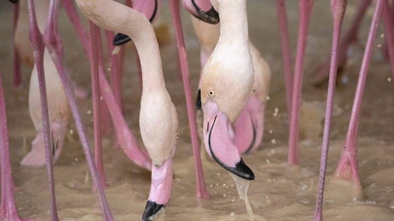 Επιδρομή φλαμίνγκο σε ορυζώνες στη βόρεια Ιταλία