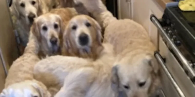 Γκόλντεν Ριτρίβερ στη Βρετανία έφαγαν το ένα το άλλο